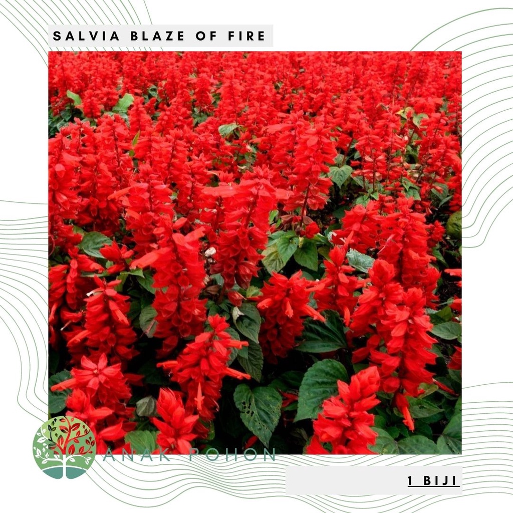 Benih Bibit Biji - Salvia Blaze of Fire Red Scarlet Sage (Salvia splendens) Flower Seeds - IMPORT