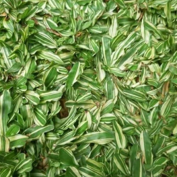 Rumput Gajah Mini varigata
