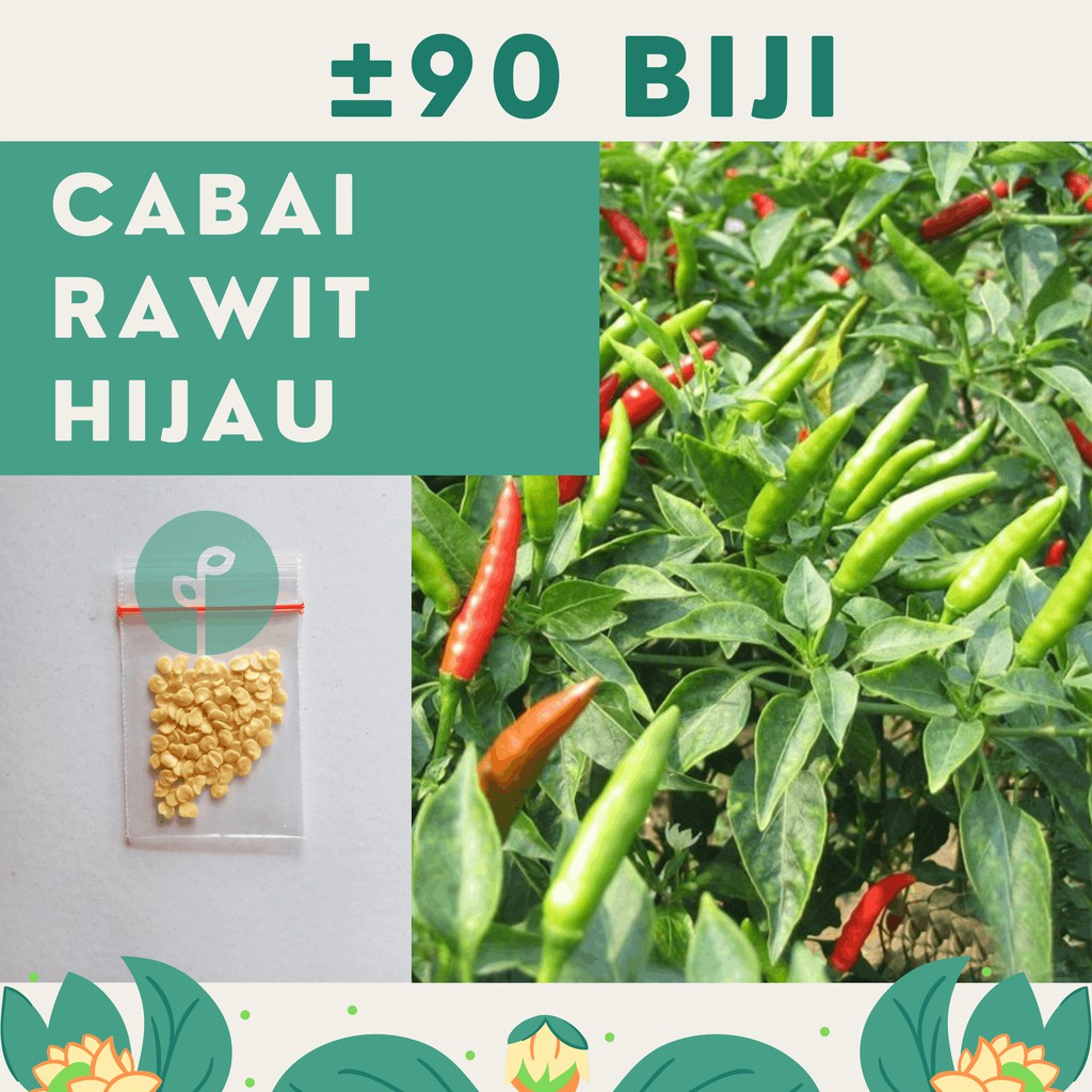Bibit Sayuran Benih Sayur Paket Lengkap Hidroponik Kangkung Bayam Cabe Sawi Selada Terong Tomat dll-CABE RAWIT HIJAU