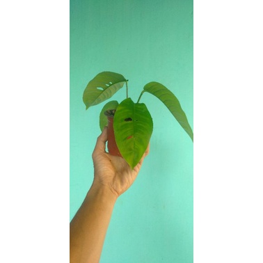 Rapidopora foraminifera variegata