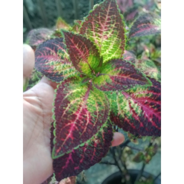 Miana Drupadi/miana sultan