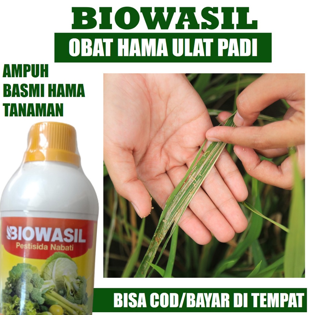 BIOWASIL 500ml Pestisida Nabati Obat Pembasmi Hama Ulat Padi - Obat Hama Ulat Padi Pada Cabai - Obat
