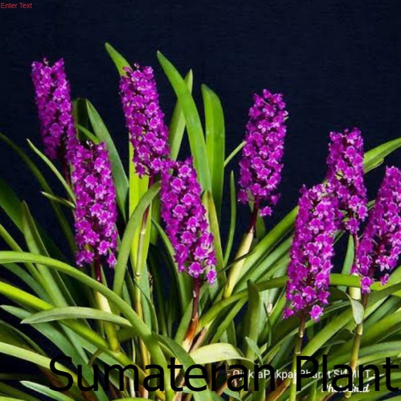 Anggrek Hutan Arpophyllum# anggrek Hutan Sumatera ; Pusat Tanaman Sumatera