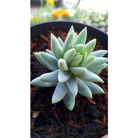 Sukulen Sedum Morganianum