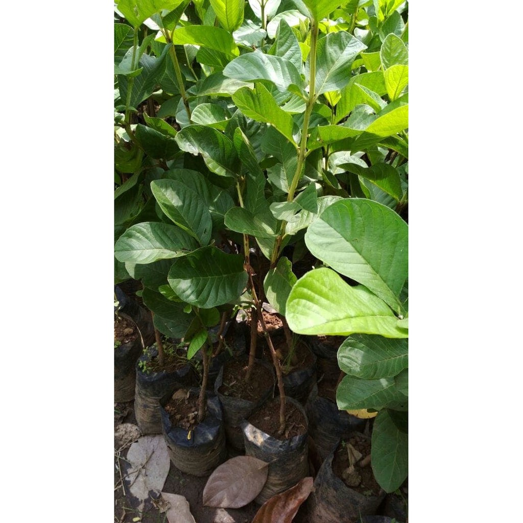 [BERGARANSI] Bibit Jambu Biji Bangkok