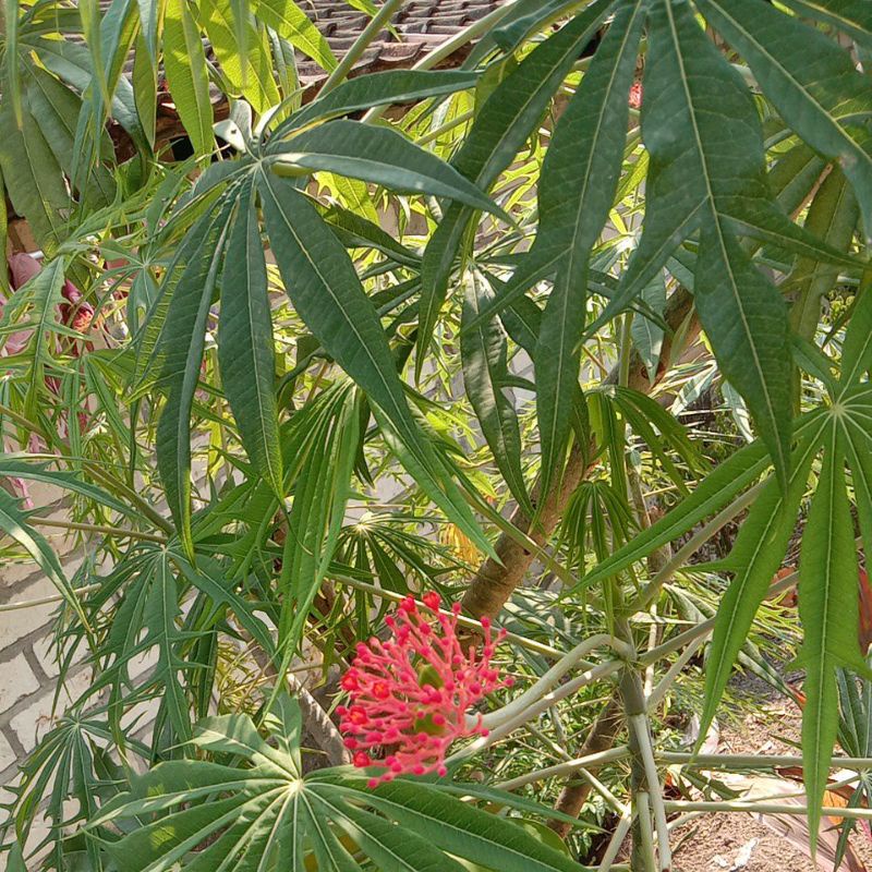 Bibit Tanaman pohon Yodium Bibit Obat Yodium Obat Luka Luar atau jarak Tintir