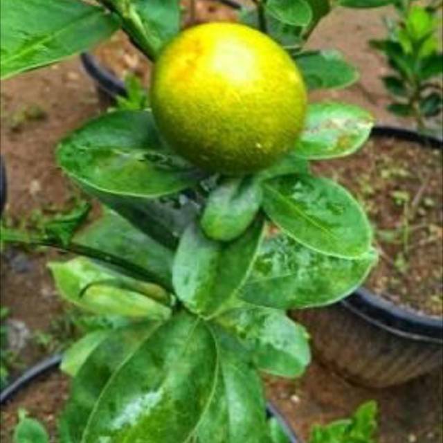 Bibit Jeruk Intan / Kintan SEDANG Berbuah. Kulitnya manis bisa dimakan