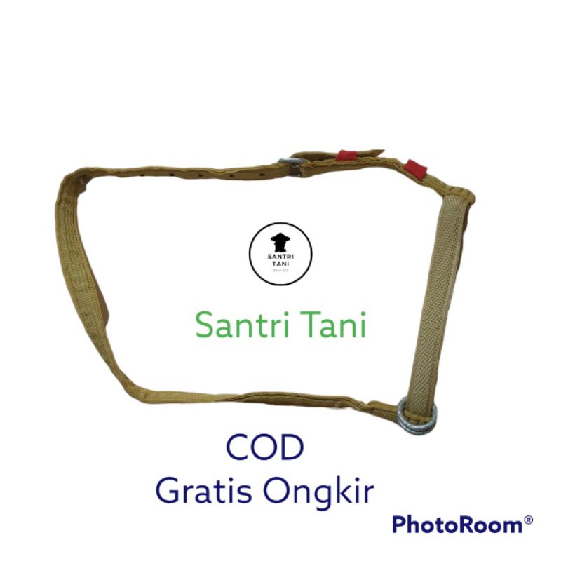 Brangus Sapi Tebal Besar | Head Halter Sapi Kontes | Tali Sapi Dewasa