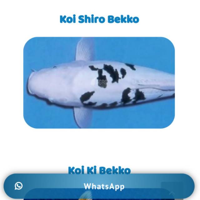 Koi Shiro Bekko