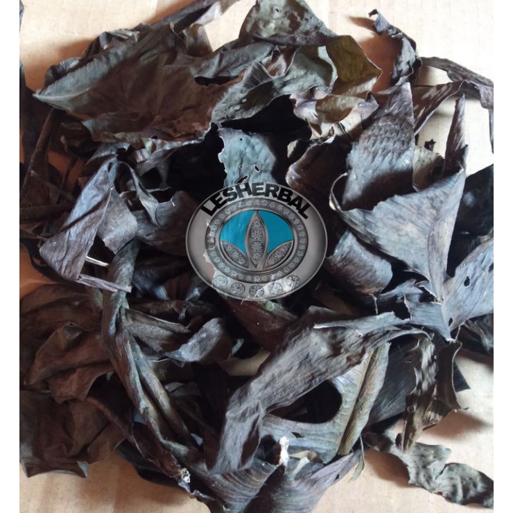 

daun ekor naga kering 100gram