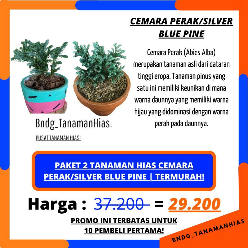 PAKET 2 TANAMAN HIAS CEMARA SILVER/PERAK BLUEDEN | TERMURAH!