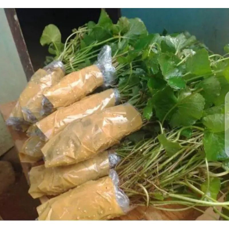 

daun peggagan/daun antanan