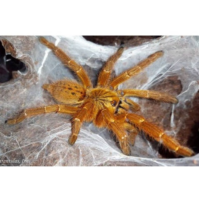 Pterinochilus murinus / Orange baboon tarantula (OBT) 3-4 cm