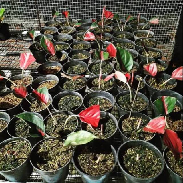 Aglonema bonggol suksom jaipong