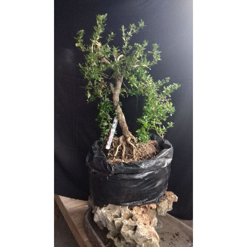 bonsai seribu bintang / bintang seribu / bonsai unik