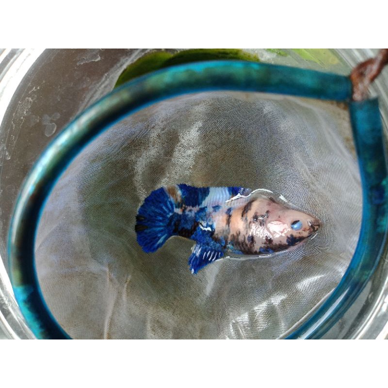Cupang Galaxy Multicolor Female / Betina (siap breeding)