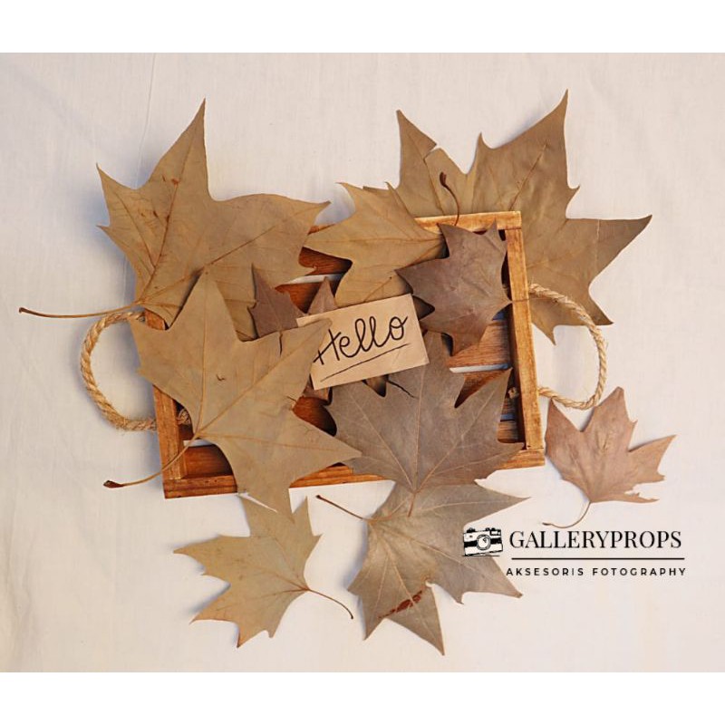 daun maple asli baca deskripsi