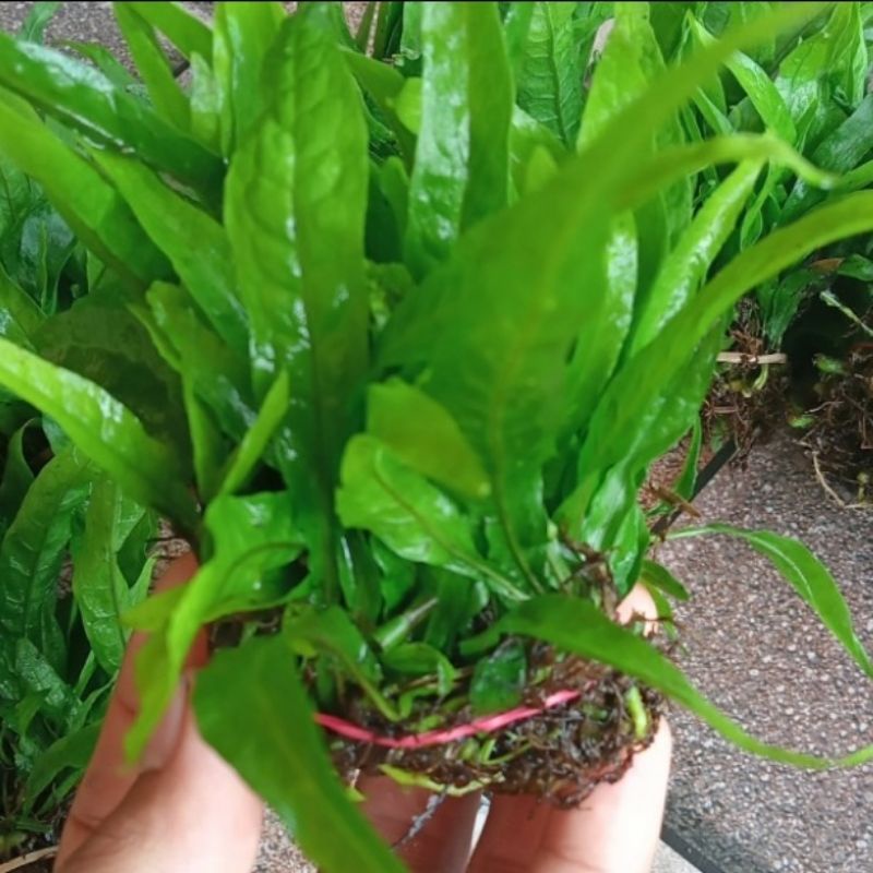 Kadaka Java fern tanaman aquascape