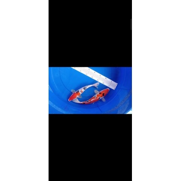 sanke kohaku bu Vera