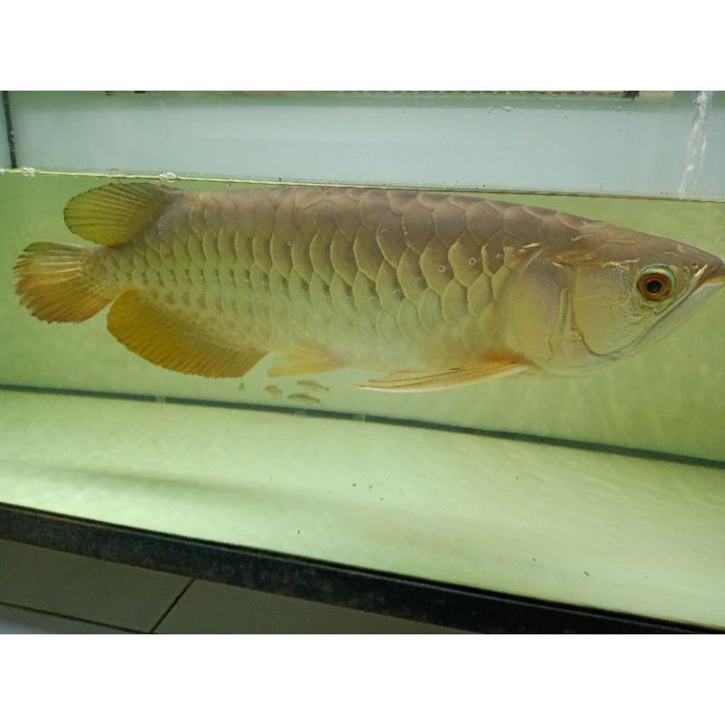 ikan arwana golden red 60-63 cm-+