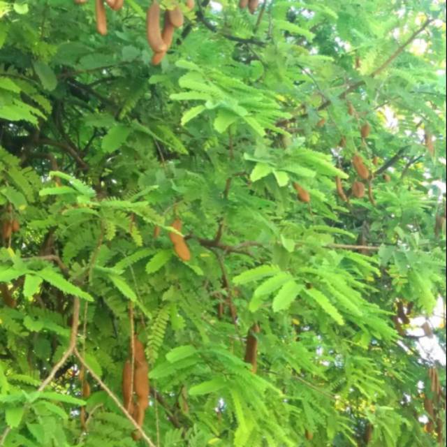 

Daun Asam Jawa Segar Daun Asam Petik Saat Order 250 Grm