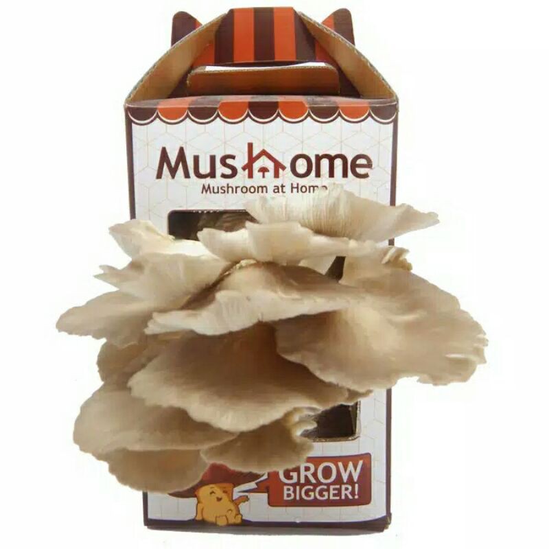 

Paling laris - MusHome Jamur Tiram Cokelat