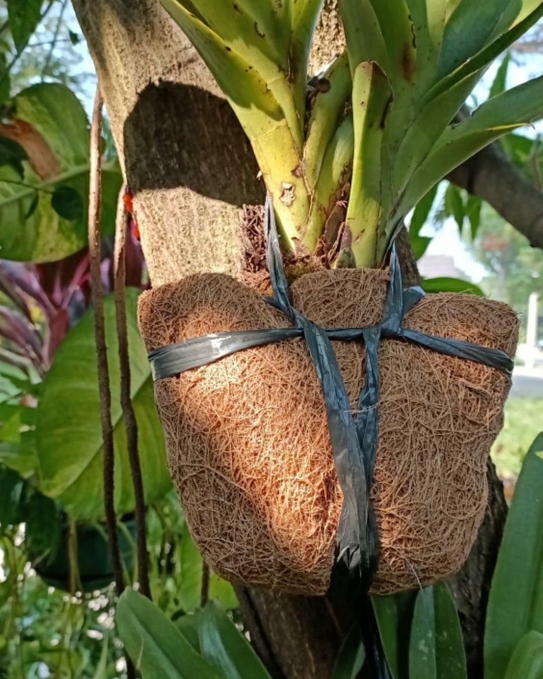 Pot anggrek sabut kelapa Pot bunga sabut kelapa Pot Pot anggrek sabut kelapa Pot bunga sabut kelapa Pot