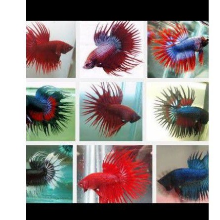 IKAN CUPANG HIAS CROWNTAIL CT