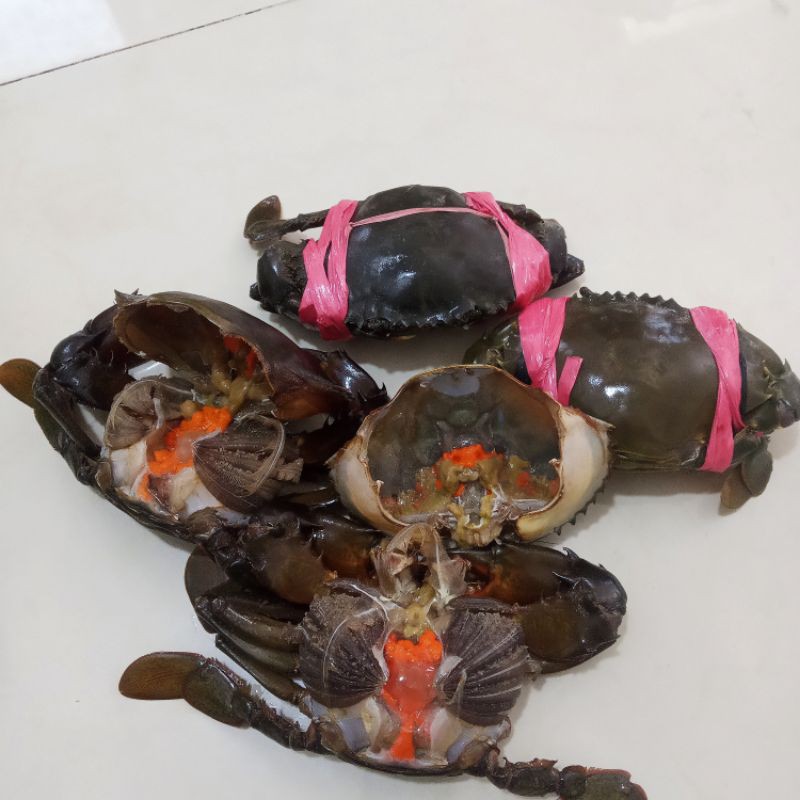 

seafood bestseller kepiting telor fresh hidup isi 3-4/kg