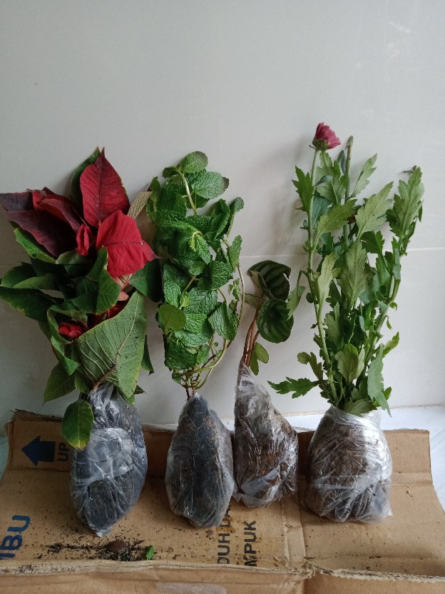 Tanaman Peperomia Semangka