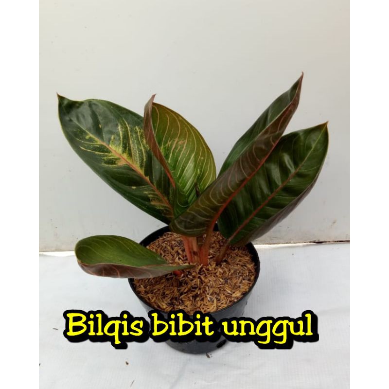 bunga aglonema monlight Moonlight gerhana super (bunga aglonema)