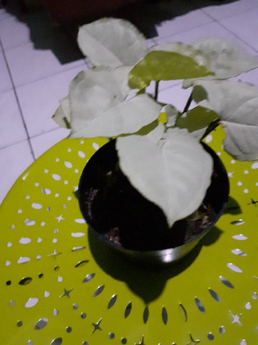Tanaman Hias Syngonium Salju
