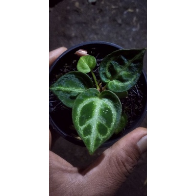 Anthurium dorayaki ORI