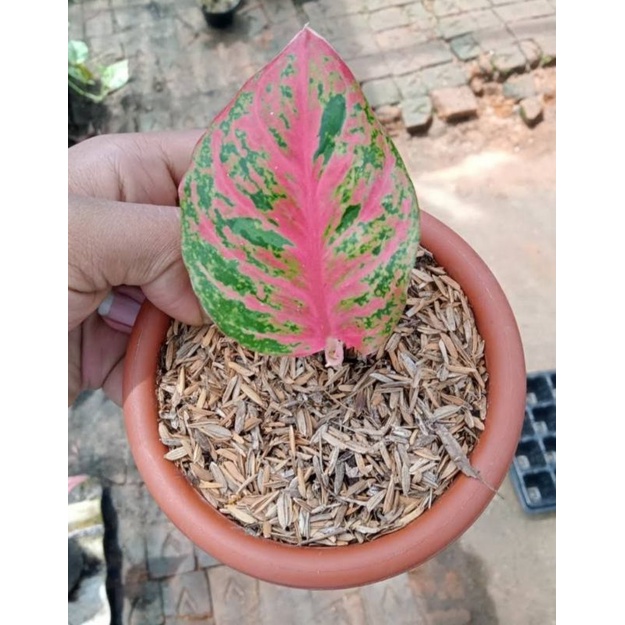 aglonema wulandari anakan