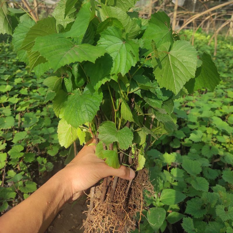 Tanaman Bibit Rootstok Anggur Import