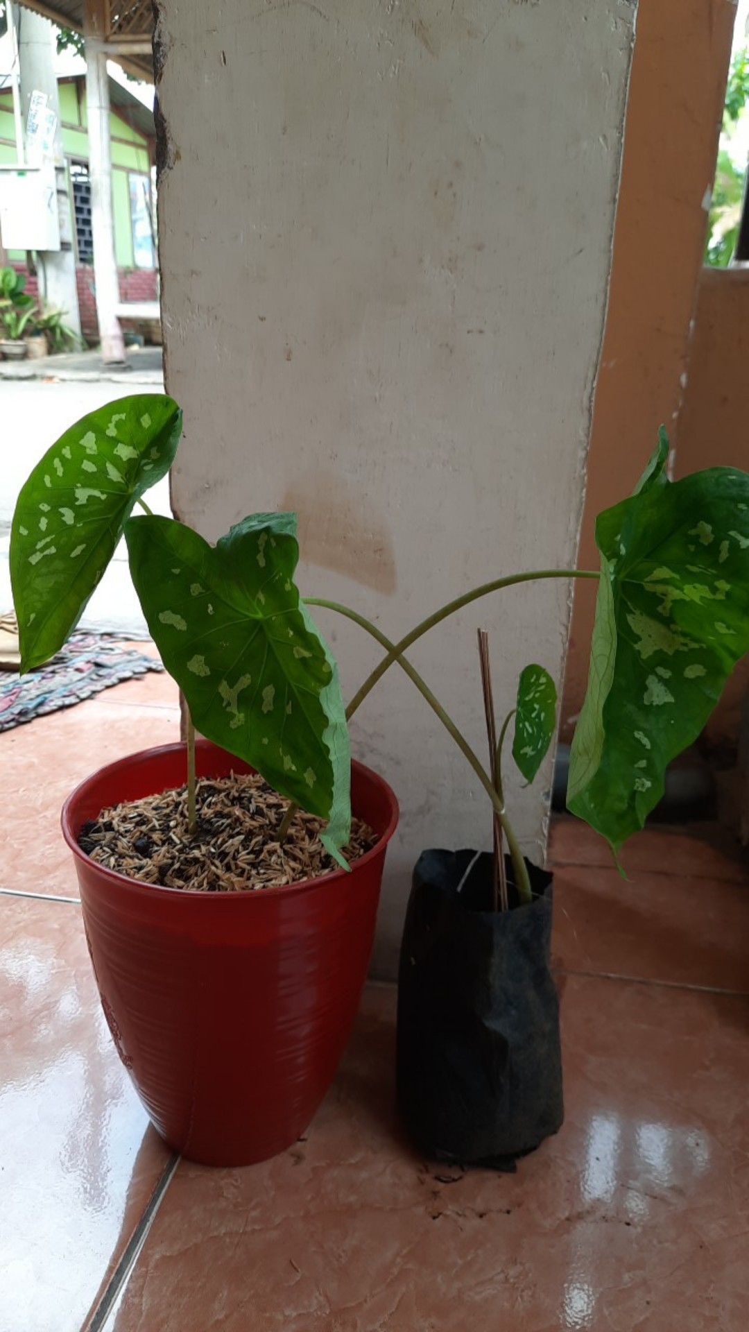 Tanaman Hias Keladi Army/caladium Army