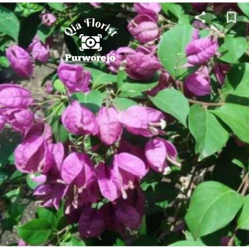 bougenville anggur unggu