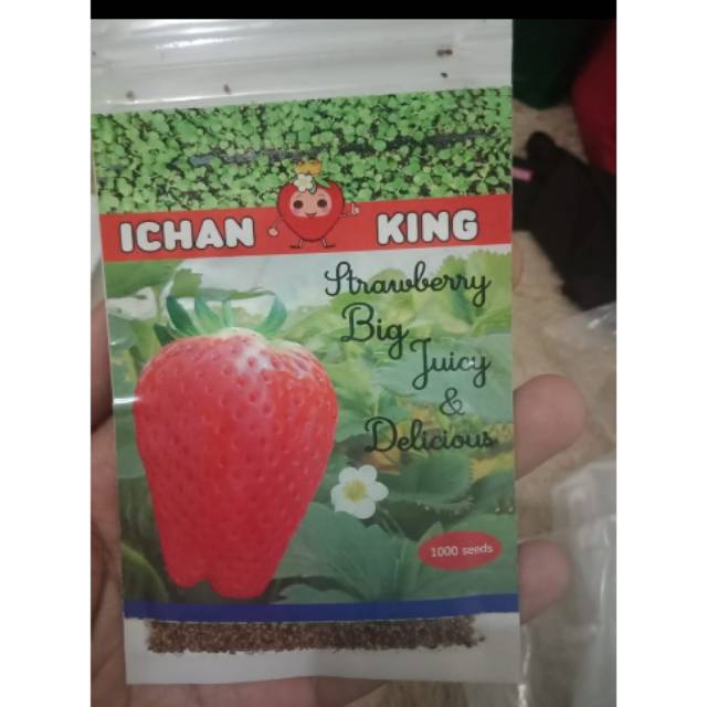 Benih/seeds strawberry Ichan King (isi 500 seeds)