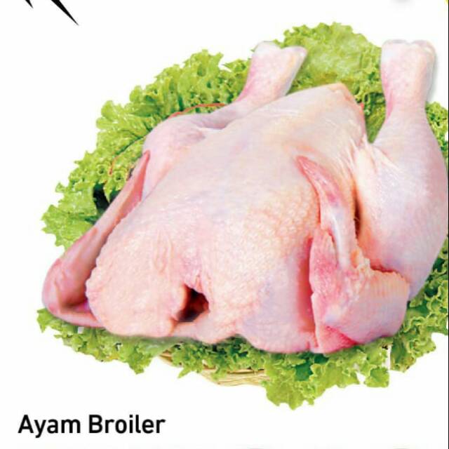 

Ayam Broiler Size 0.8-0.9