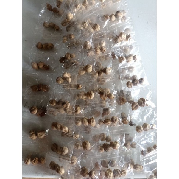 

Kapulaga / Kapulogo / Kapol / Kapolagha / Palagha / Rempah Kapulaga / Bumbu Kapulaga