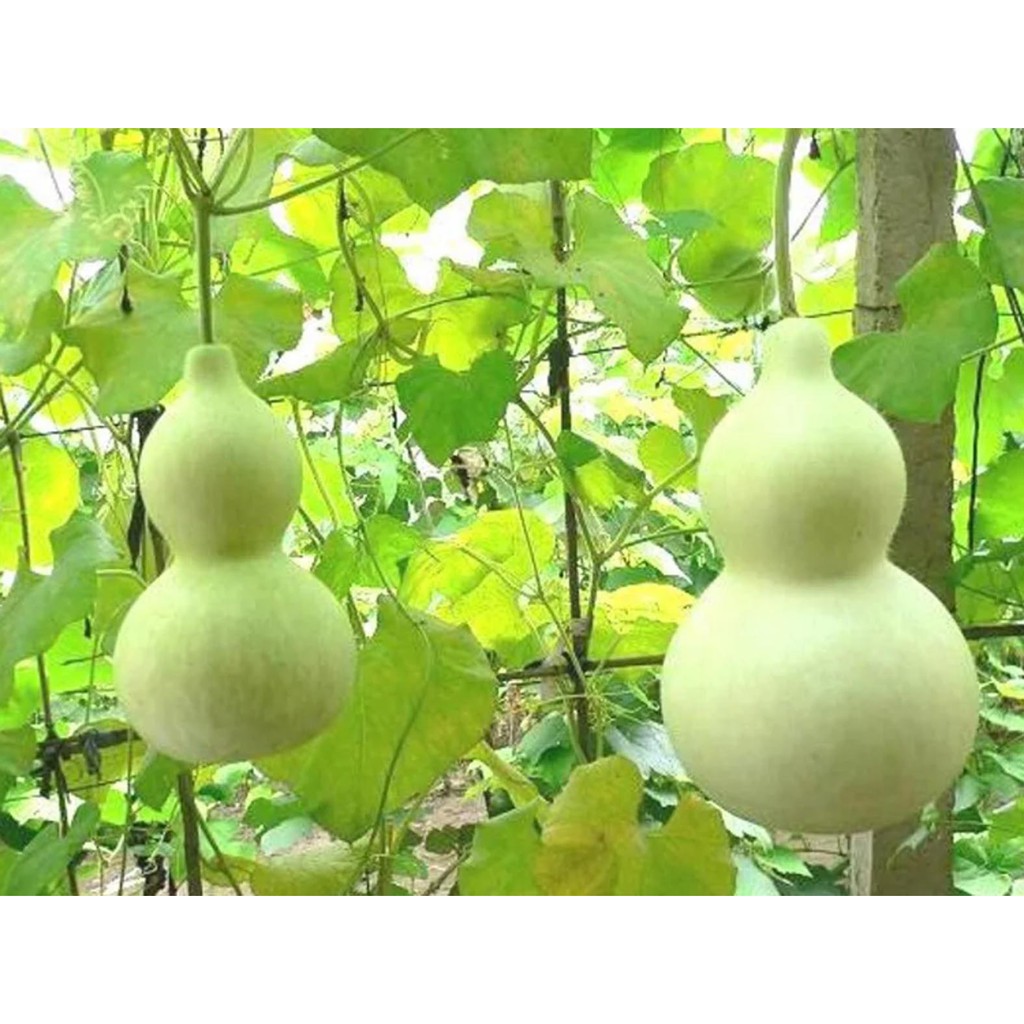 Bibit Benih Biji Labu botol Unik Bottle Gourd - Biji Tanaman Labu Botol - Bibit Sayur Labu Botol-COD