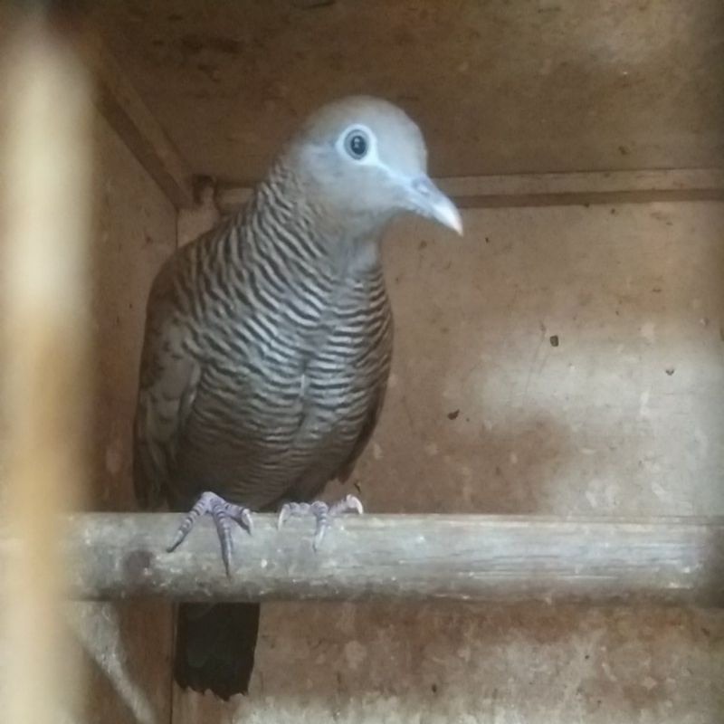 Jual burung perkutut majapahit katuranggan | Shopee Indonesia