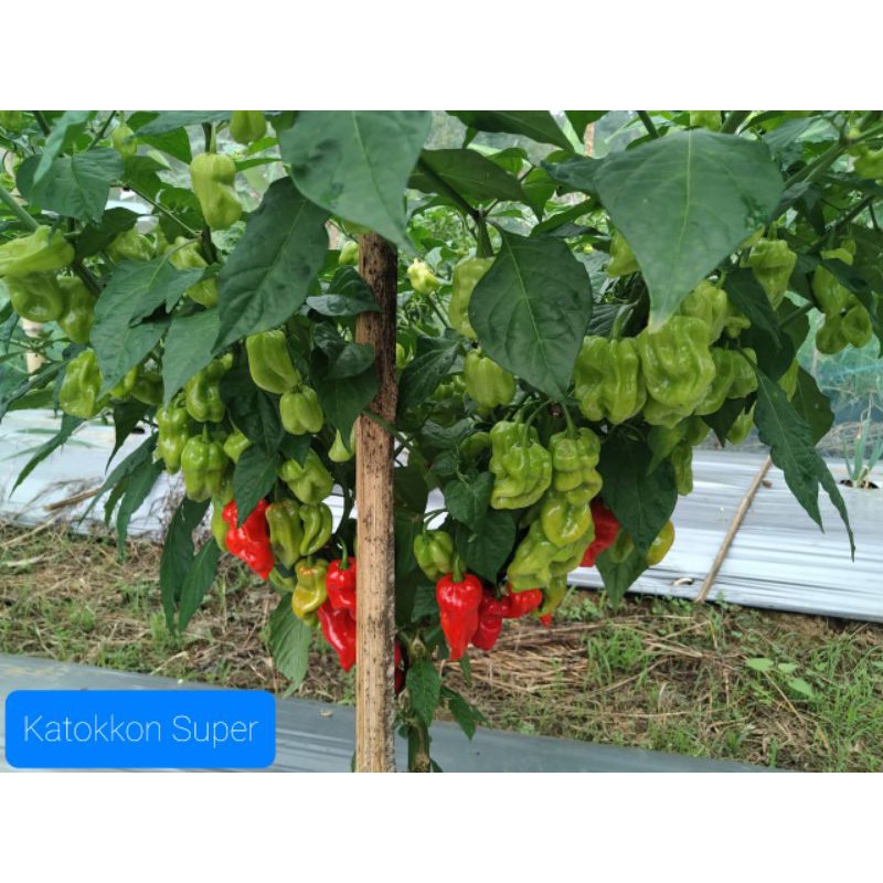 

Biji Cabe Katokkon Super / Cabe Toraja Super isi 20 butir
