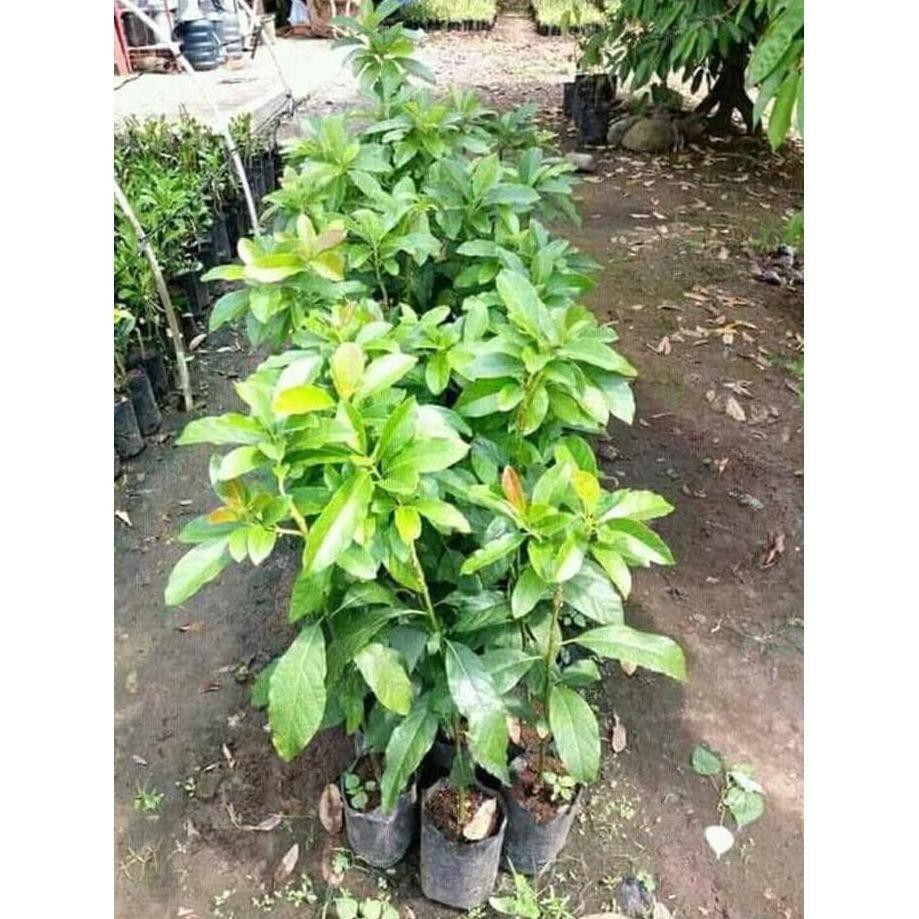 Restock* @_3 Unggul. Bibit Tanaman Buah Alpukat Mentega Super Dm1