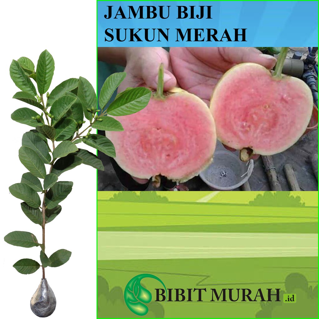 Tanaman Jambu Biji Sukun Merah Tinggi 40 60 Cm Shopee Indonesia