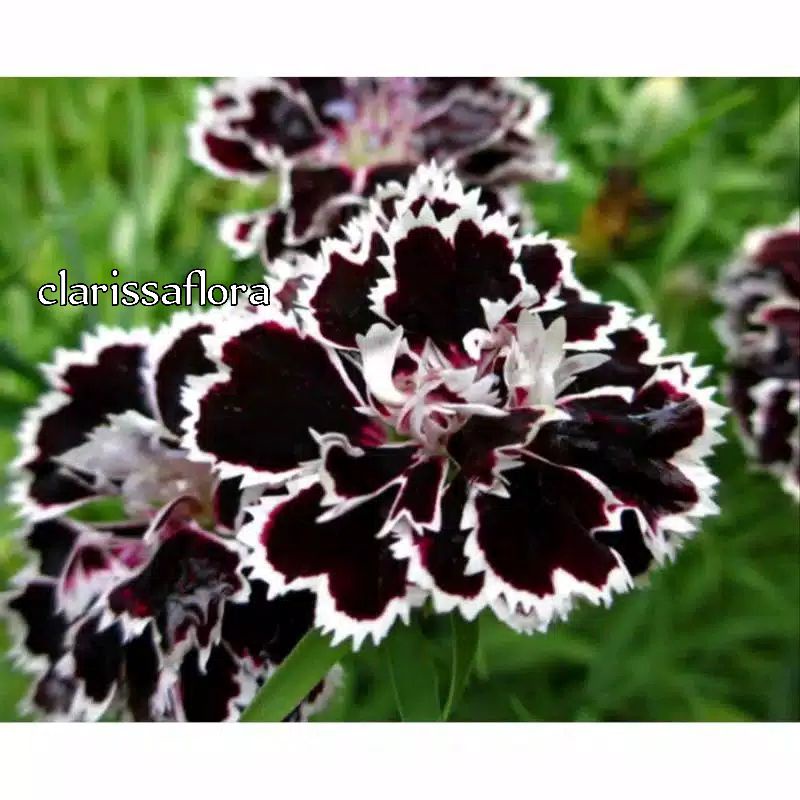 ADENIUM TUMPUK BLACK FLOWER CABANG SERIBU