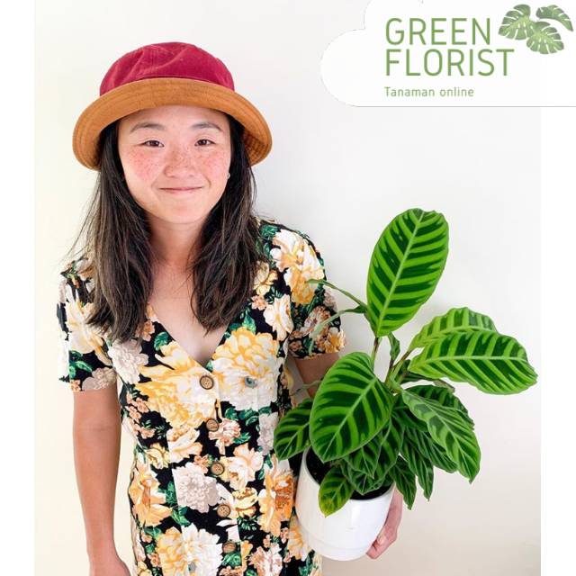 Tanaman hias calathea zebrina / tanaman calathea zebrina / calathea zebrina / tanaman hidup calathea