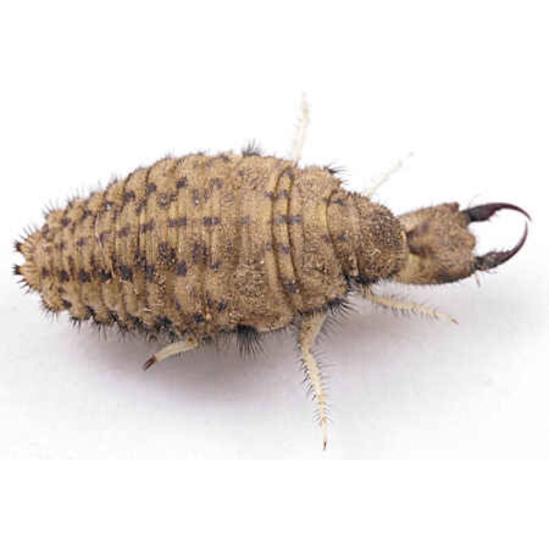 

undur undur hidup obat diabetes herbal 100ekor bonus cangkang kapsul 10 pcs