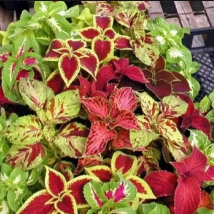 Tanaman hias miana,10 jenis tanaman hias miana