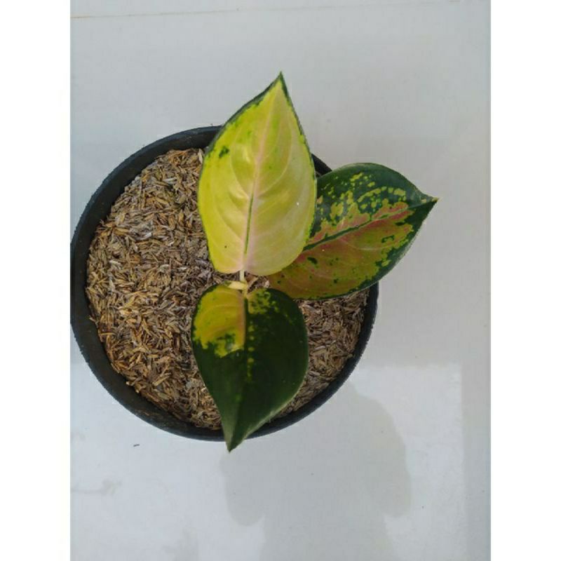 Bunga Aglonema Sultan Brunei Anakan